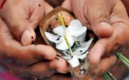दो दिन रहेगी भाद्रपद मास की अमावस्या:कुशग्रहणी अमावस्या पर कुशा घास इकट्ठा करने की परंपरा, दोपहर में करें पितरों के लिए धूप-ध्यान
