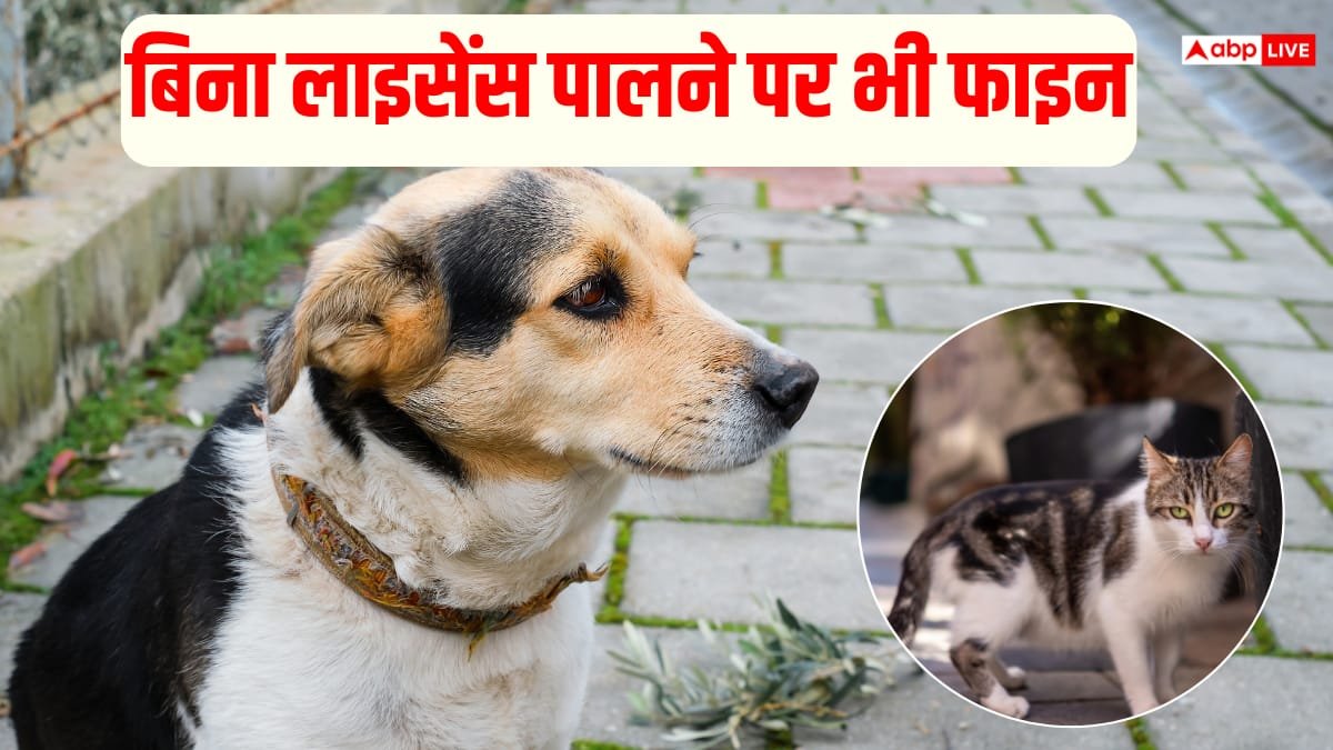 पालतू कुत्ते-बिल्ली को सड़क पर छोड़ा तो लगेगा 10000 का जुर्माना, नए नियम जारी