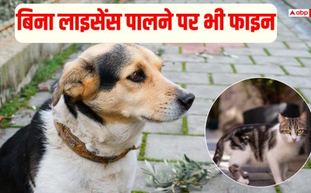 पालतू कुत्ते-बिल्ली को सड़क पर छोड़ा तो लगेगा 10000 का जुर्माना, नए नियम जारी