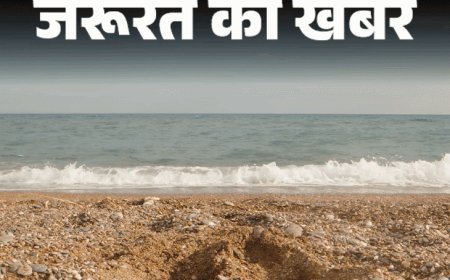 जरूरत की खबर- कीवी के 12 हेल्थ बेनिफिट्स:पाचन बेहतर बनाए, ब्लड शुगर कंट्रोल रखे, डॉक्टर से जानें किन्हें सावधानी बरतनी चाहिए